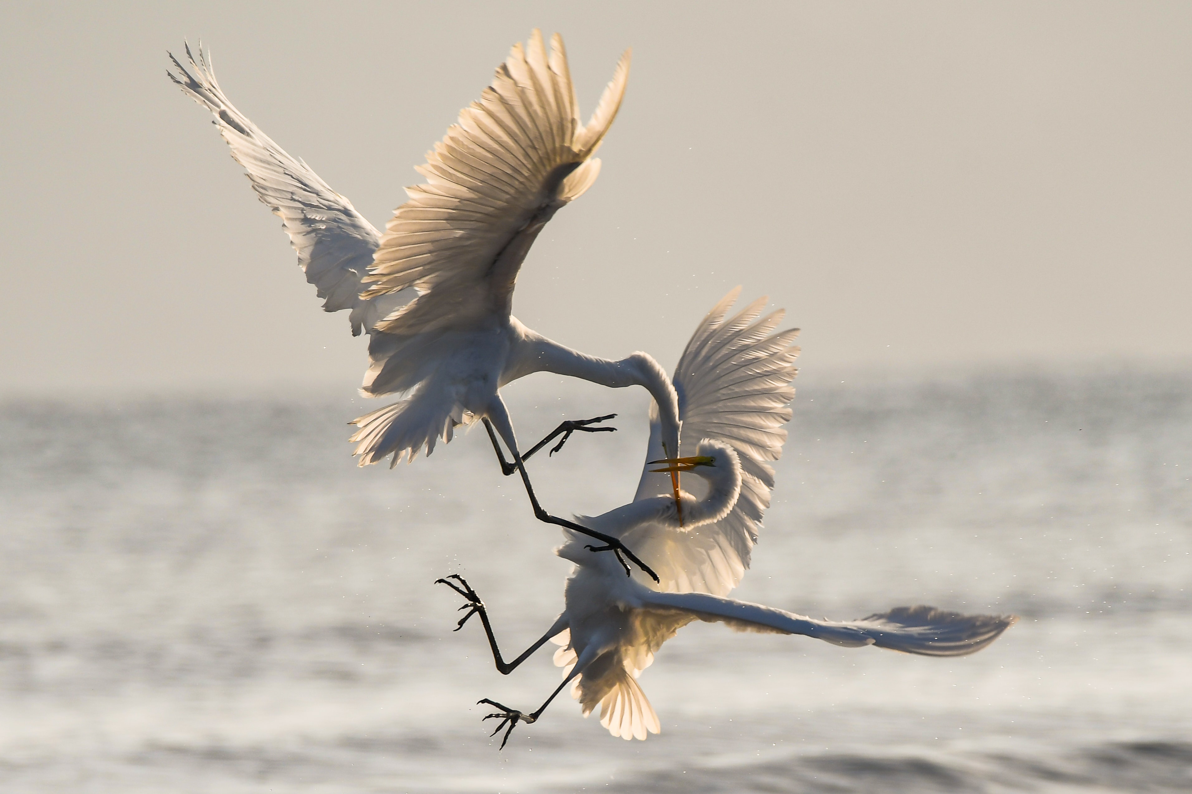 Two Great Egrets battle for territorial fishing rights